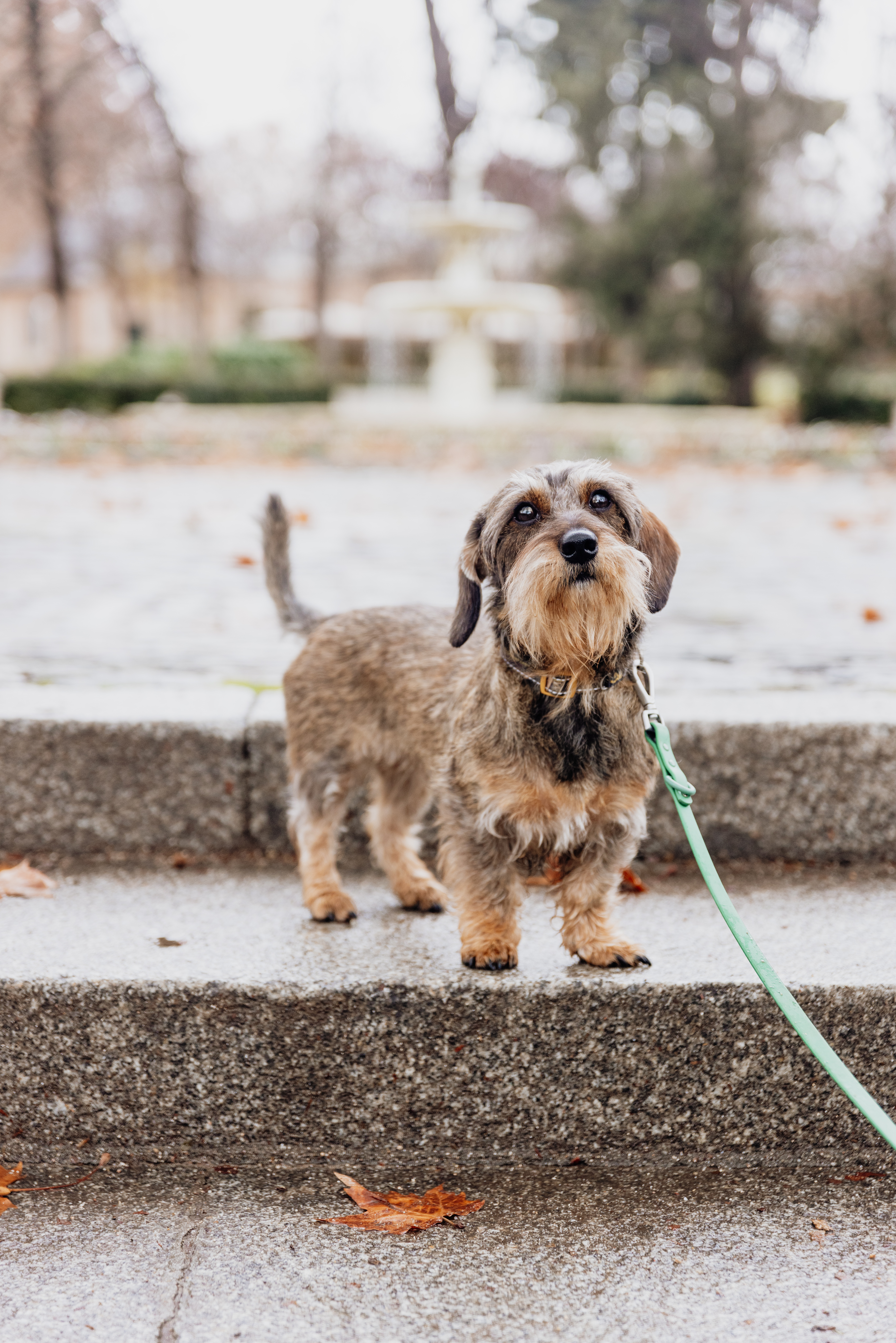 WIrehaired dachshund with brown and tan hair looking up at the camera. The dog is wearing a green leash and is standing on a step in an outdoor park